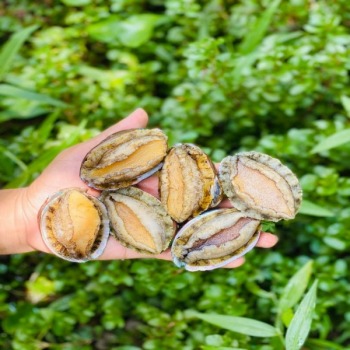 BÀO NGƯ NHẬP KHẨU - 500G (10 CON/ KHAY 500G)